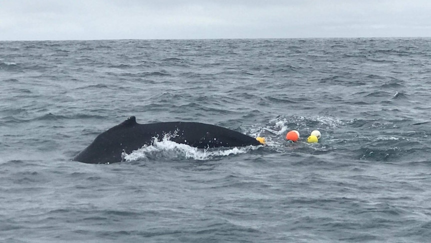 Humpback whale rescue