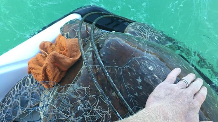 A turtle caught up in fishing gear in the Whitsundays.