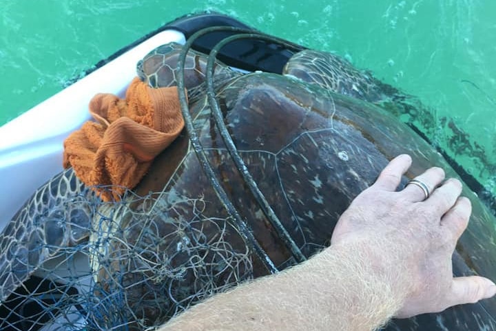A turtle caught up in fishing gear in the Whitsundays.
