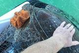 A turtle caught up in fishing gear in the Whitsundays.