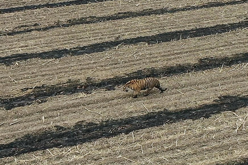 Siberian tiger aerial