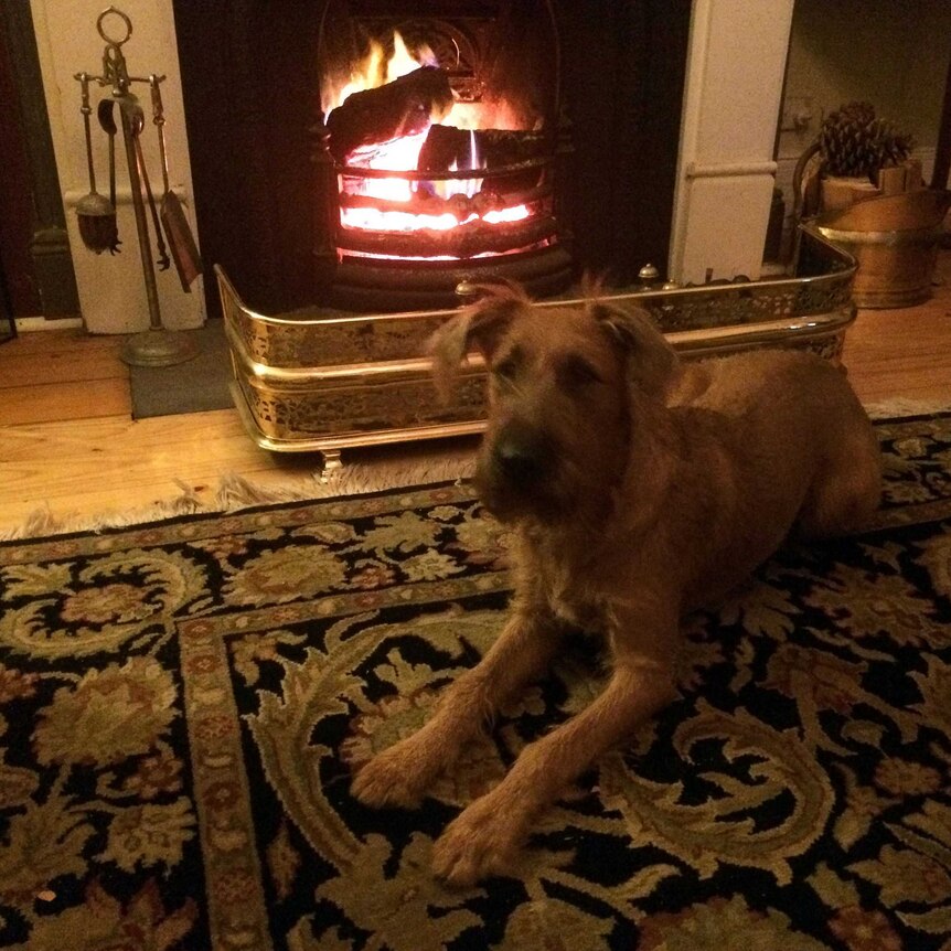 A dog enjoys the warmth in front of the fire place.