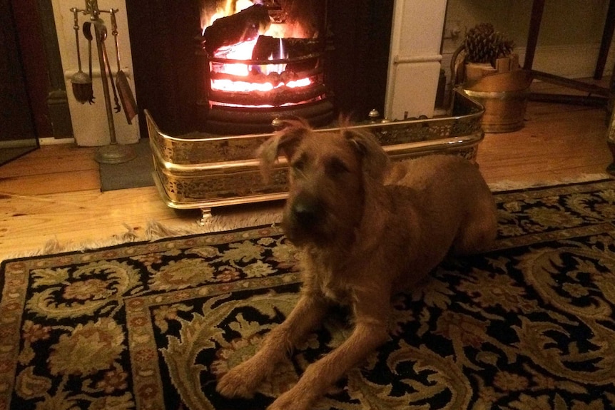 A dog enjoys the warmth in front of the fire place.