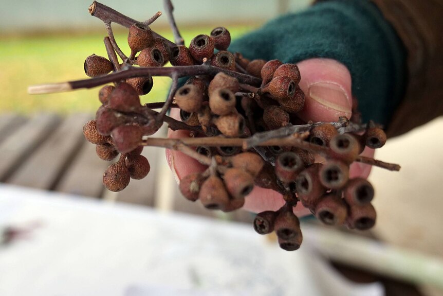 A hand holds a bunch of tree seed pods.