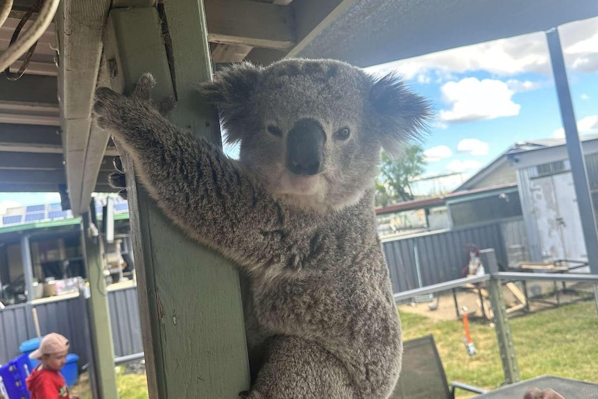 A close up shot of a koala on a pole 