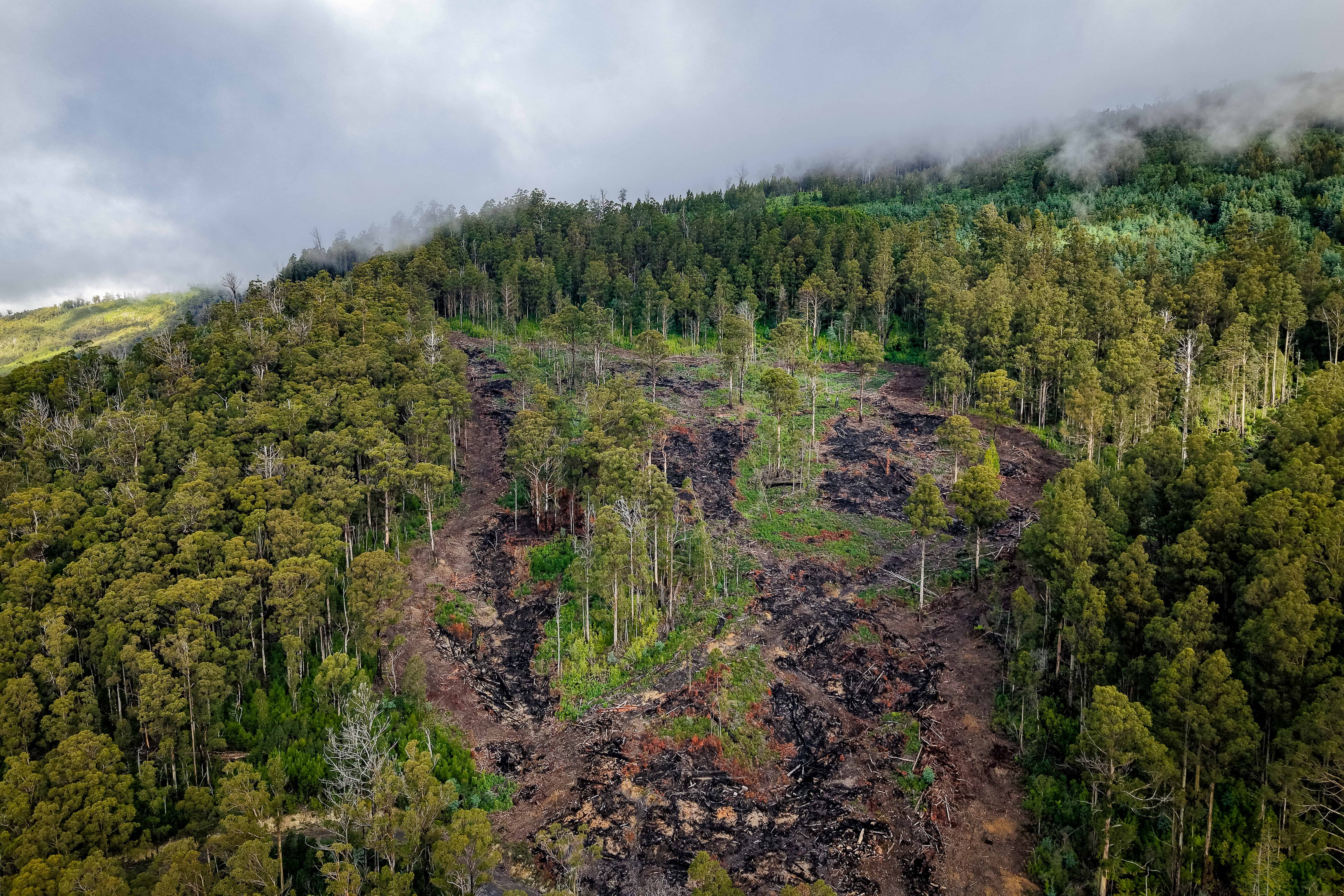 Birds eye view of a forest region that's been logged and burned