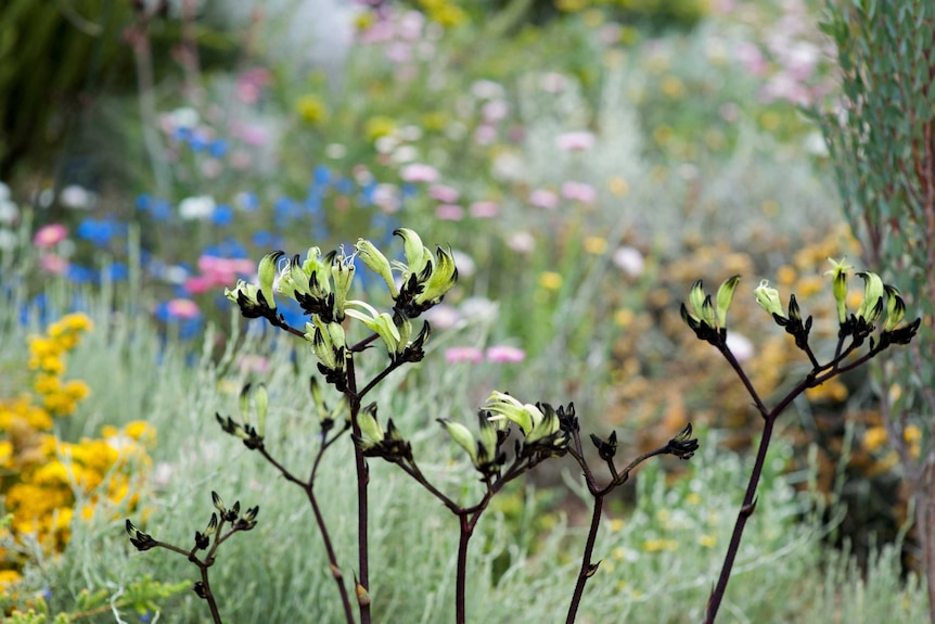 Kangaroo Paw