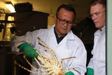 Indonesia's Fisheries Minister Edhy Prabowo holds a lobster while wearing a lab coat