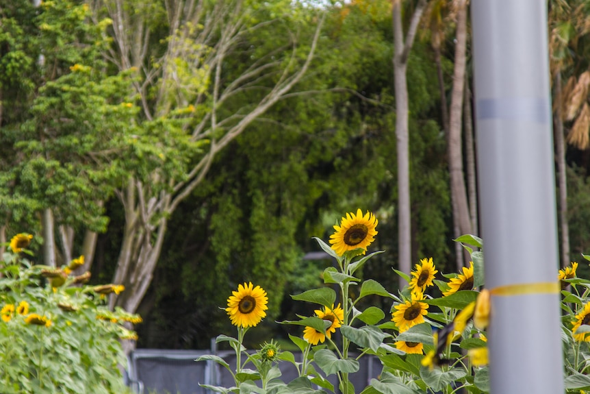 Sunflower heads in a garden.