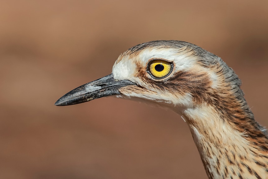 A detailed close up of a bird with a long neck and black beak, white, brown and grey feathers and a bright yellow and black eye.