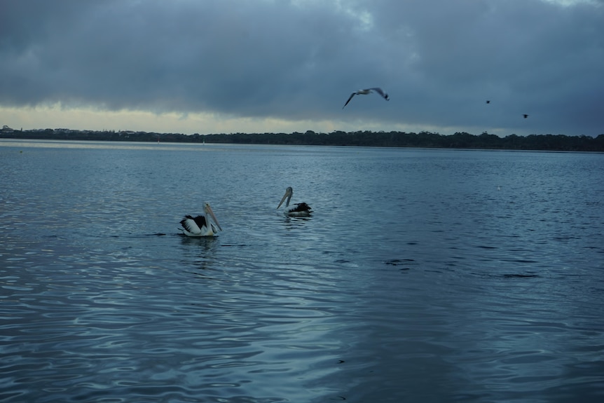 Photo of the ocean with pelicans at the Peel-Harvey Estuary, Western Australia.