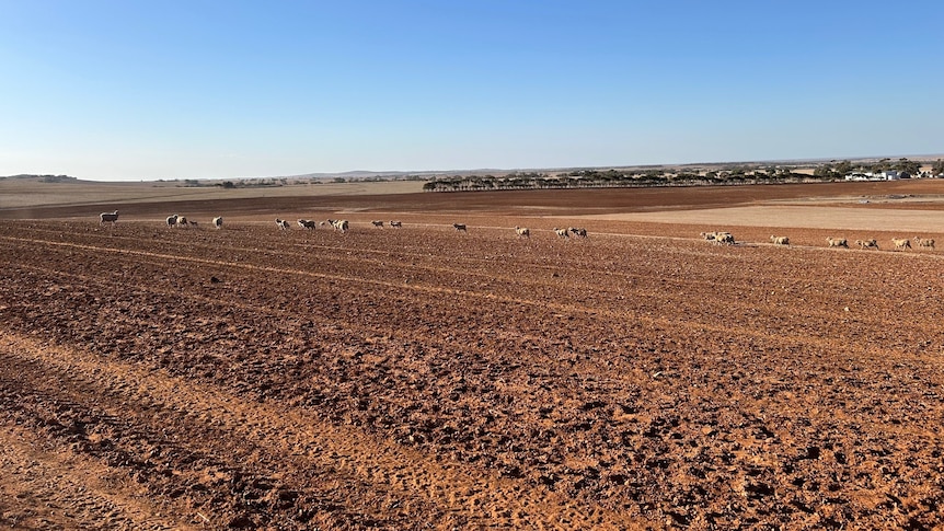 A flock of sheep walk in a line in the distance of a dry paddock of brown dirt