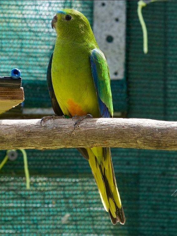 One of the 'ranched' orange bellied parrot