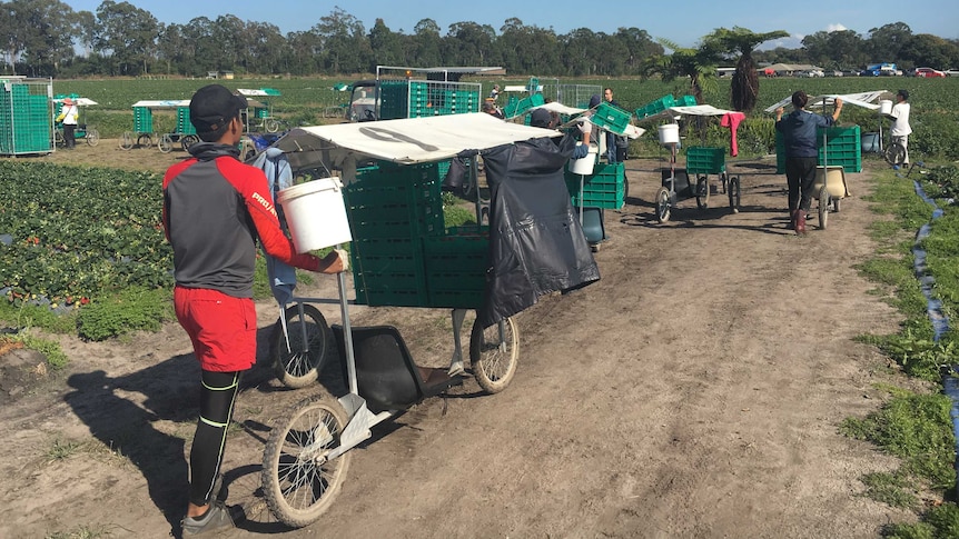 Backpackers bringing in their trolleys full of strawberries.