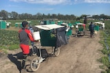 Backpackers bringing in their trolleys full of strawberries.