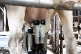 A close up photo of a cow being milked.