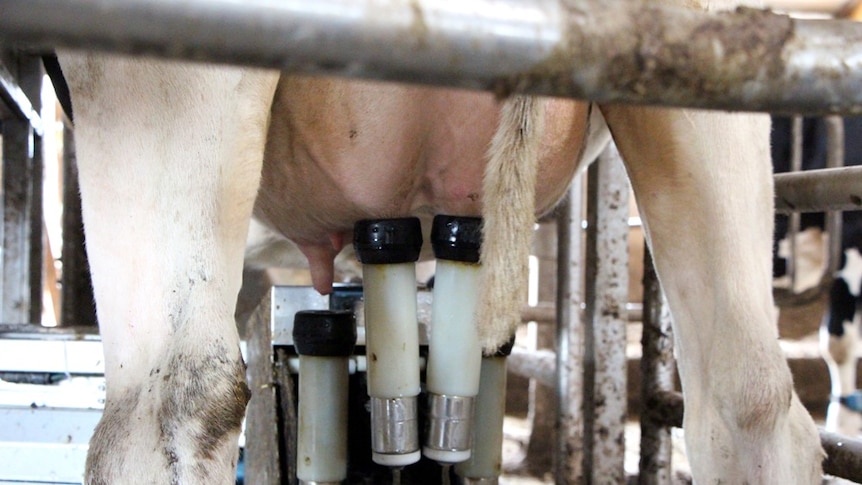 A close up photo of a cow being milked.