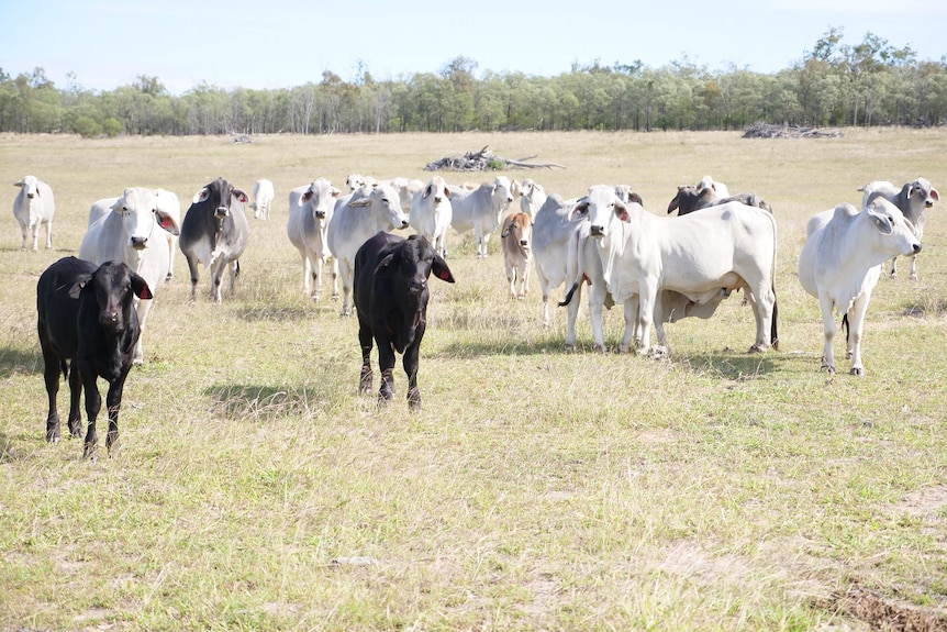 A black calf, with white cattle behind it, stand in a paddock