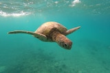 A green sea turtle floating in the ocean