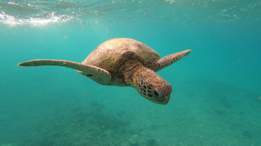 A green sea turtle floating in the ocean