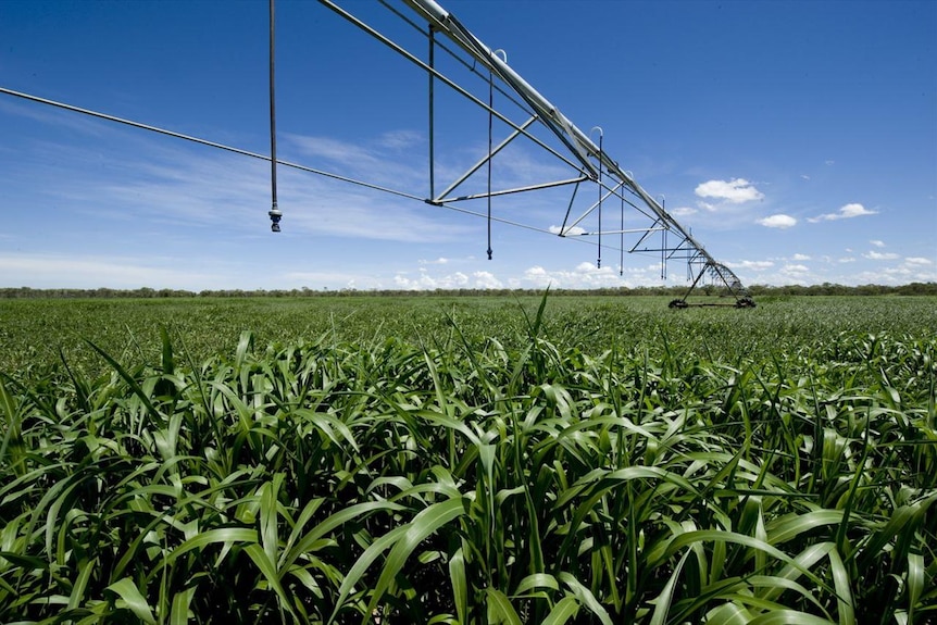 Close up of centre pivots over fodder