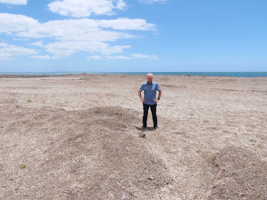 A man standing in the middle of a beach covered in sea grass