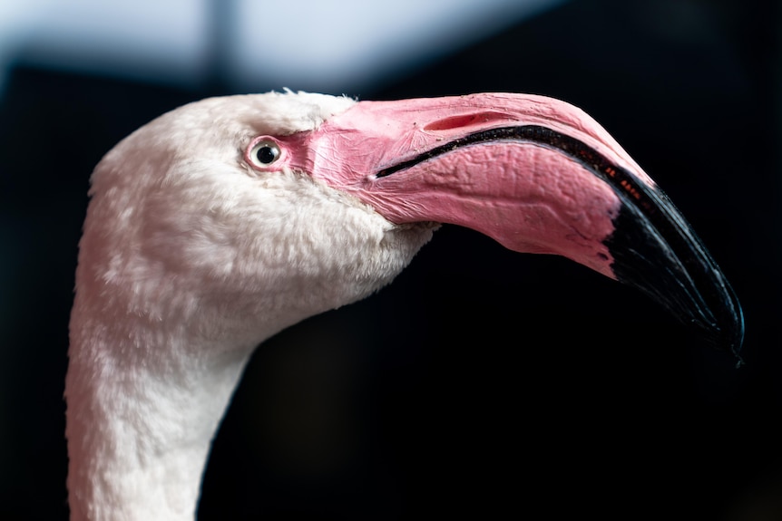 Primer plano del Flamingo Greater en el Adelaide Zoo después de una taxidermia.