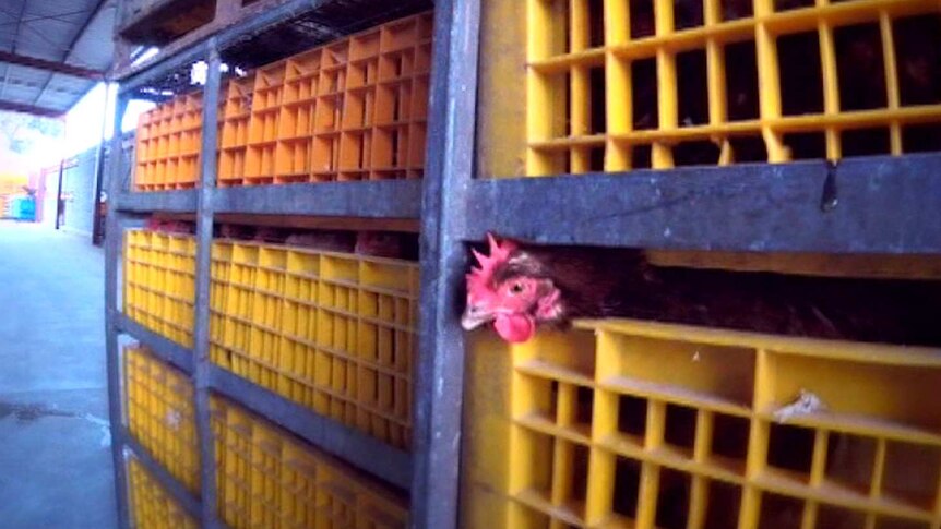A chicken pokes its head out of a crate