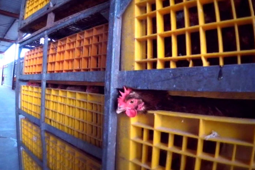 A chicken pokes its head out of a crate