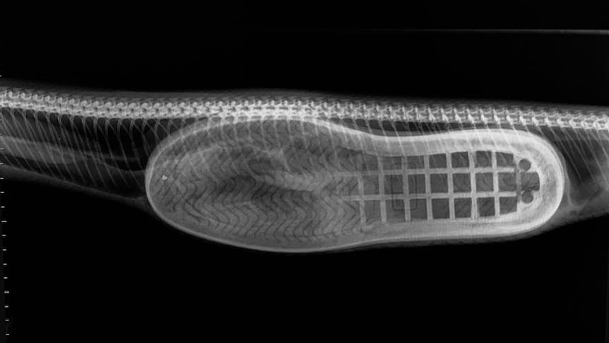 X-ray of a slipper swallowed by a Coastal Carpet Python in Queensland, which had the object removed by a vet.
