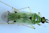 A close up of a Nesidiocoris tenuis predatory bug.