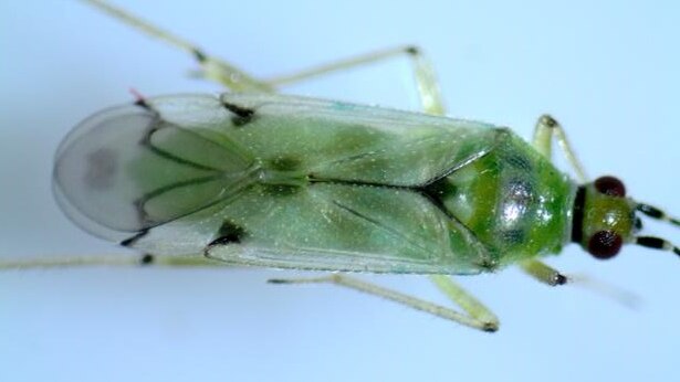 A close up of a Nesidiocoris tenuis predatory bug.