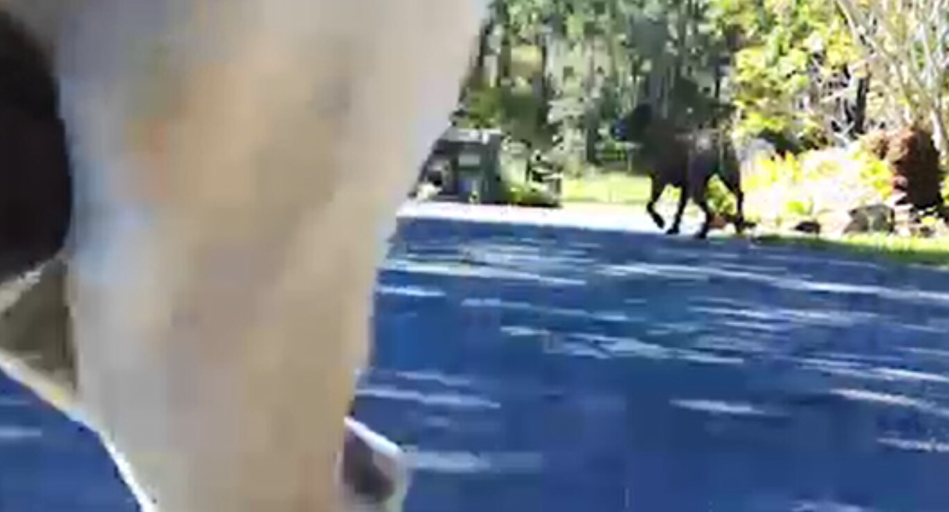 Can You Shoot A Dog Attacking Livestock