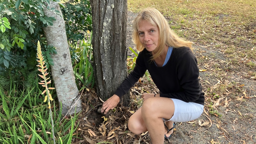 Woodwark resident Tara Rudd holds up a rock next to a yellow crazy ant nest in her backyard