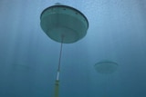 A set of bouys anchored to the seabed in Carnegie's wave energy plan
