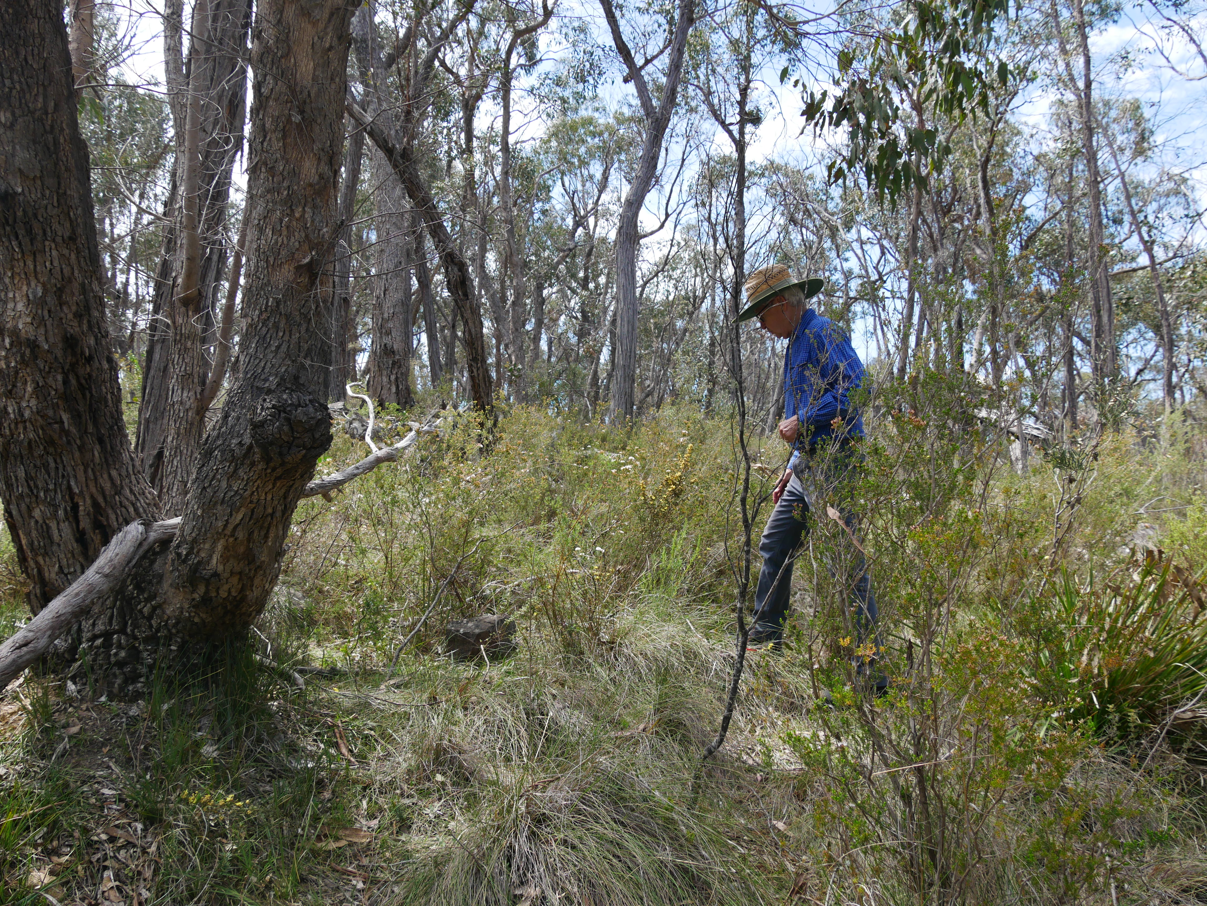 A man stands in blue pants and shirt wearing a wide brimmed hat in heavily dense bushland. He looks at a yellow flower.