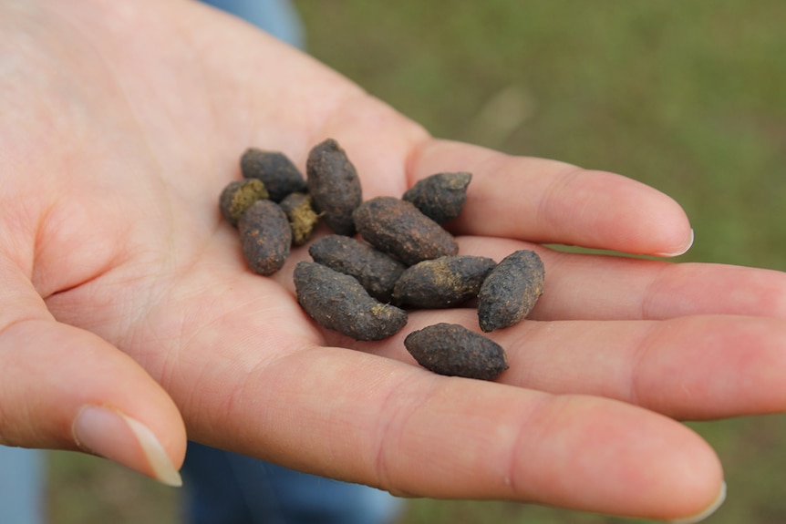 University of the Sunshine Coast Dr Romane Cristescu holding koala poo