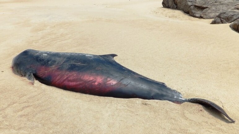 Tests are being conducted to see if the three metre specimen on Great Keppel Island was a dwarf sperm or pygmy sperm whale.