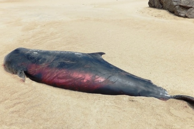 A pygmy sperm whale carcass