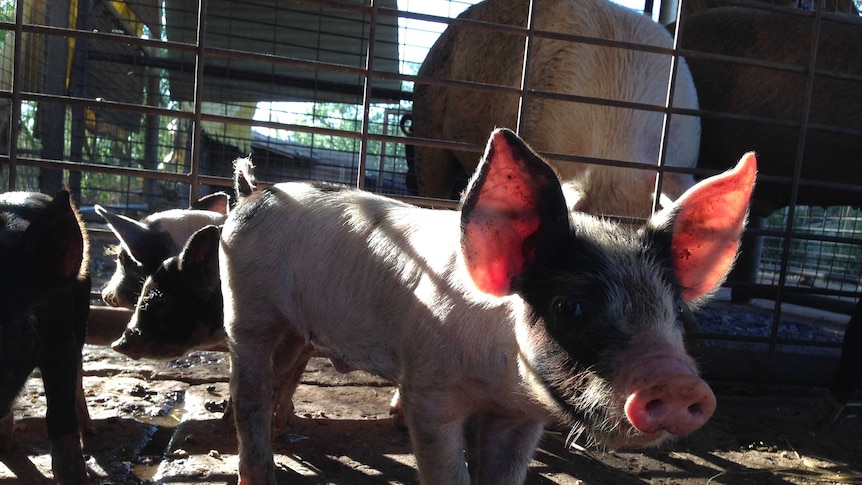 A pink and black piglet, with big ears.