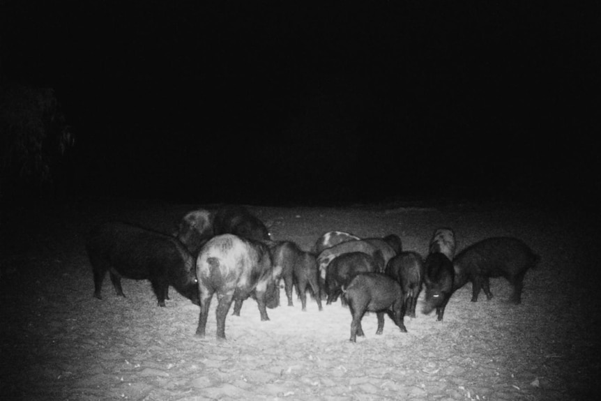 A night shot of pigs spotlit by a small circle of light