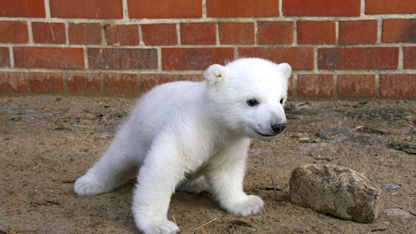Playful: Knut has made his first public appearance.
