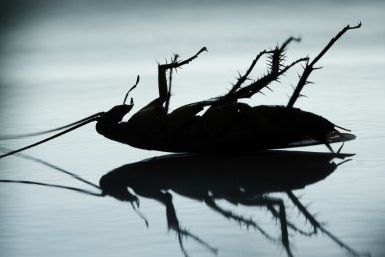 The silhouette of a dead cockroach on a tiled floor.