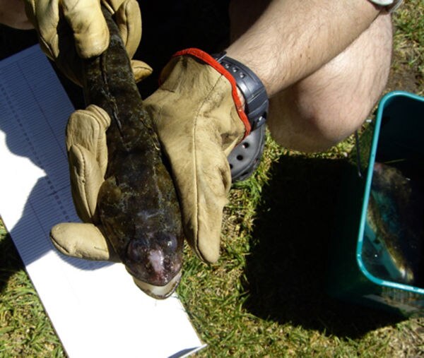 Diseased fish linked to dredging - ABC News