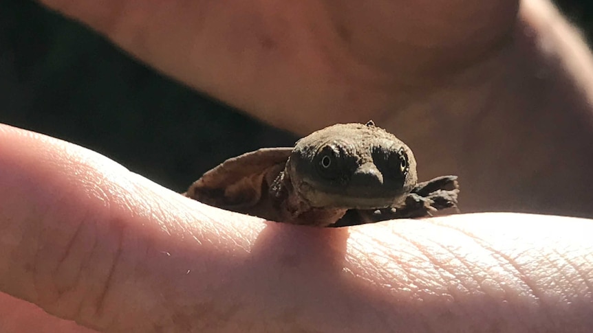 This turtle has just climbed from its nest.