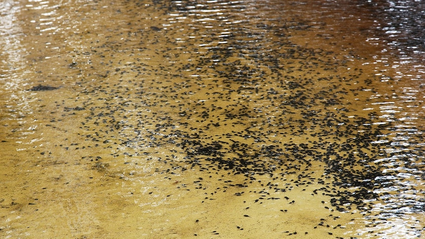 Thousands of tadpoles swim in the shallows of a waterway.