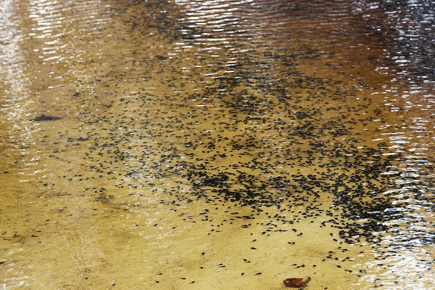 Thousands of black toad tadpoles swim in the shallows of a waterway.