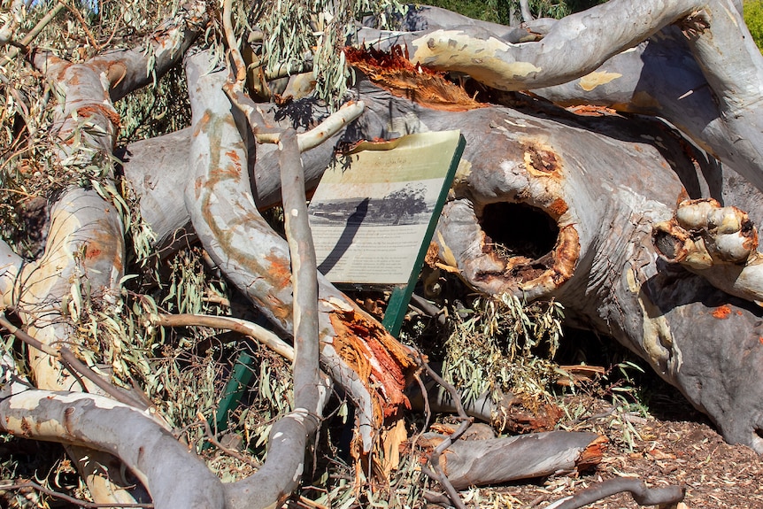 A large pile of tree limbs and branches with a broken historic interpretation sign.