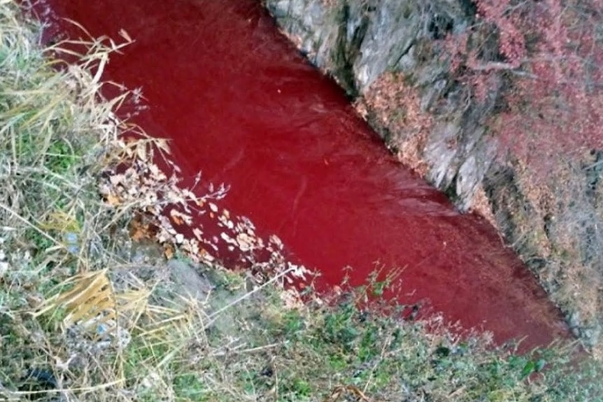 The Imjin River in South Korea runs red with the blood of culled pigs