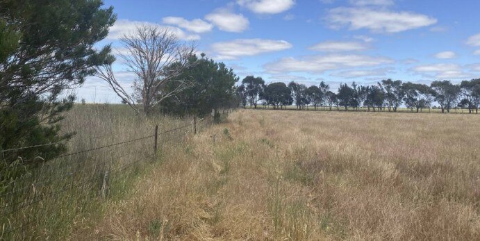 Trees around a field near a fence